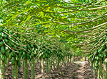 Papayas Chulavista